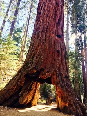 Calaveras Big Trees State Park is a state park of California, preserving two groves of giant sequoia trees.