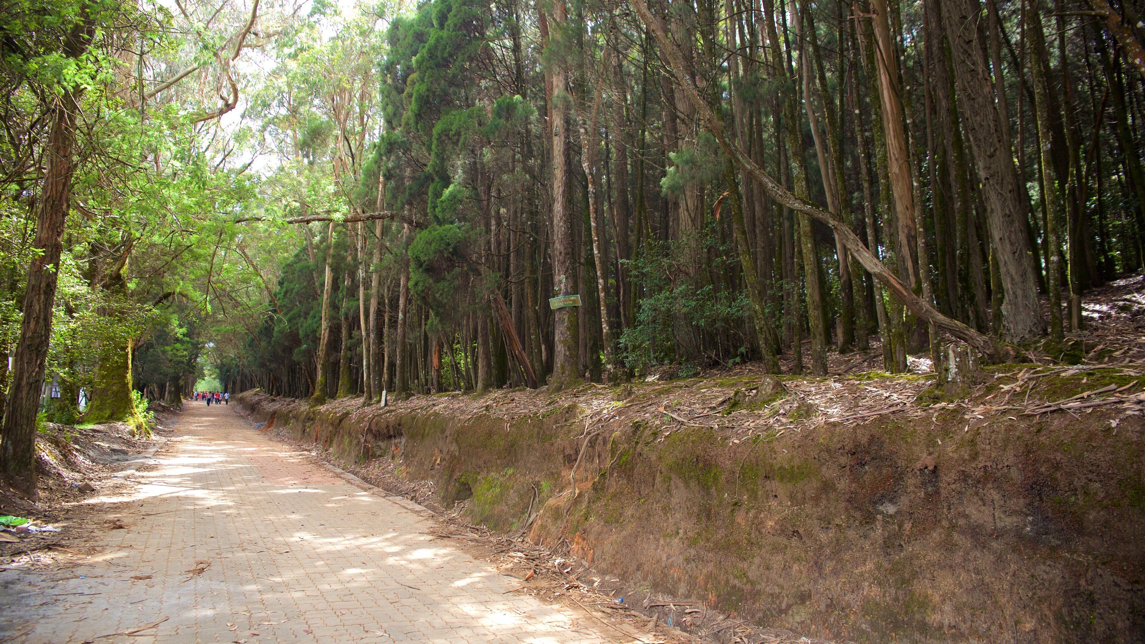 Un sendero en el bosque, con árboles altos y un muro cubierto de musgo.
