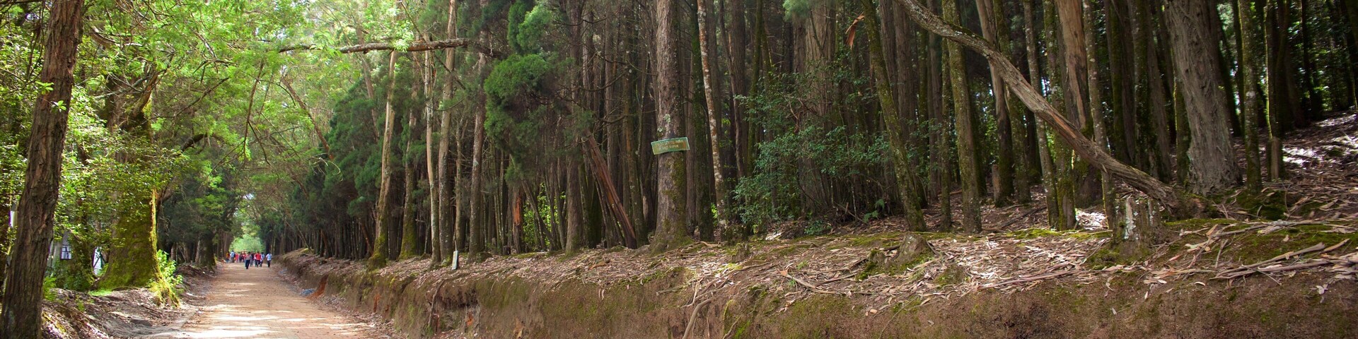 Un sendero en el bosque, con árboles altos y un muro cubierto de musgo.