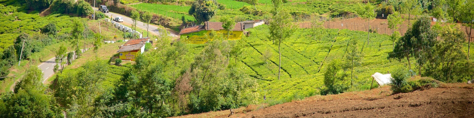 Doddabetta Peak featuring tranquil scenes and farmland