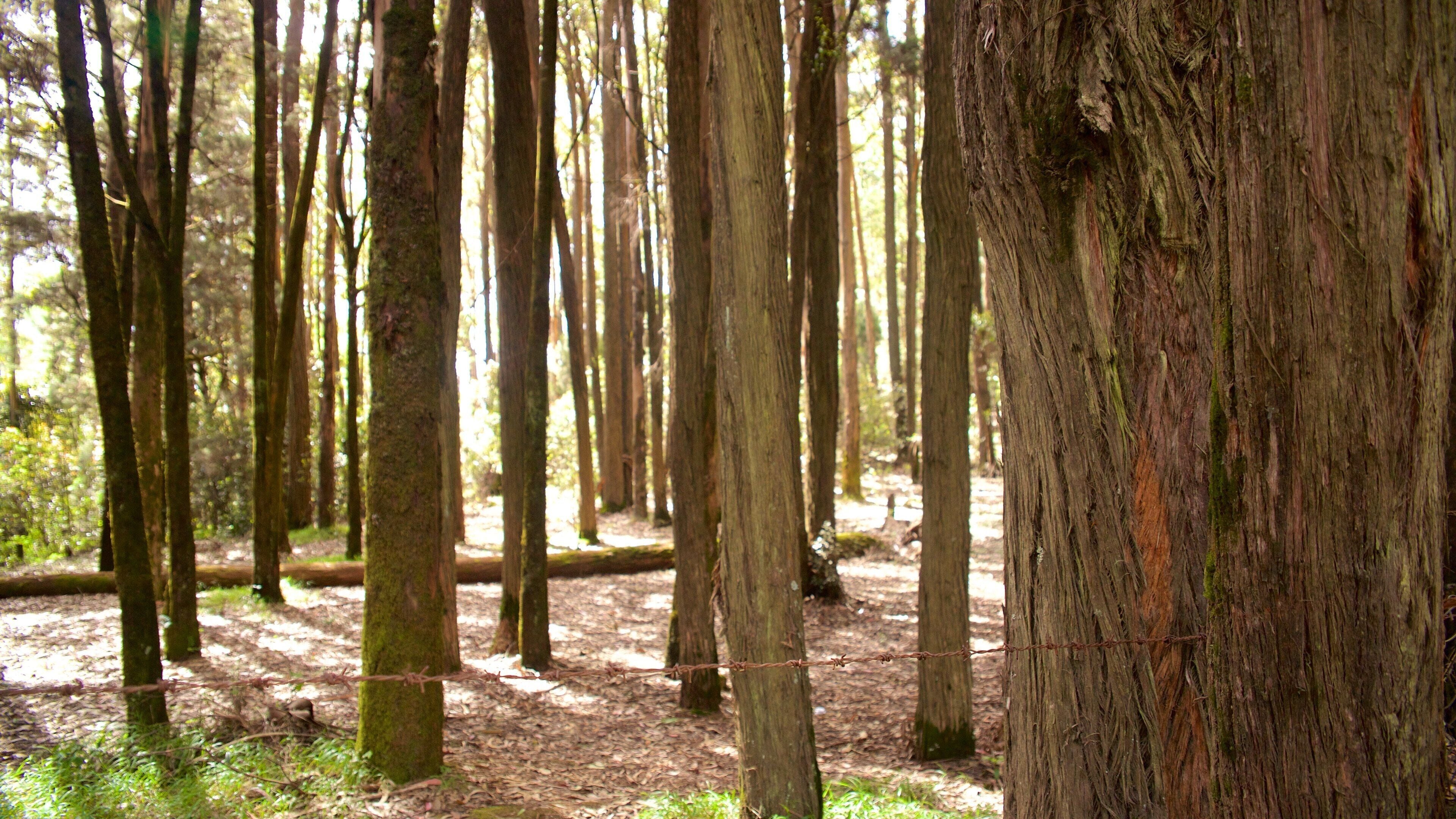 Pico de Doddabetta mostrando cenas tranquilas e cenas de floresta