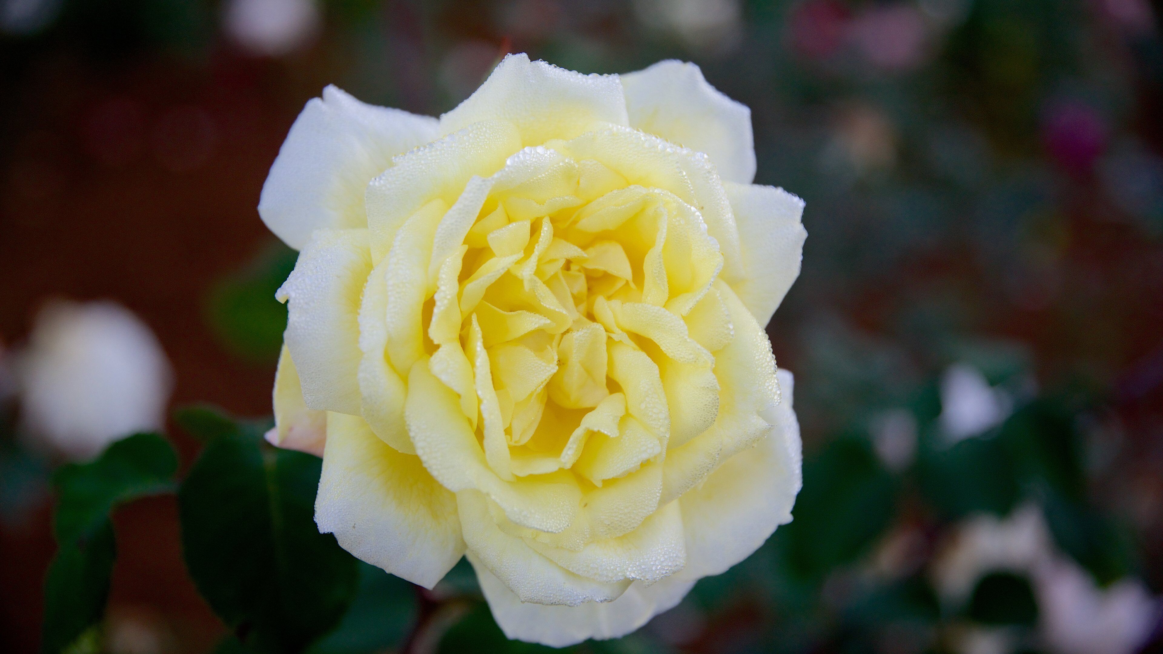 烏塔卡蒙德玫瑰園 呈现出 花朵 和 花園