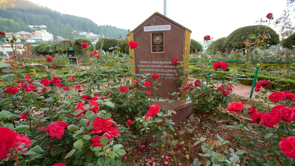 Un jardin de roses agrémenté d’une plaque commémorative, avec des rosiers rouges et une chaîne de montagnes en arrière-plan.