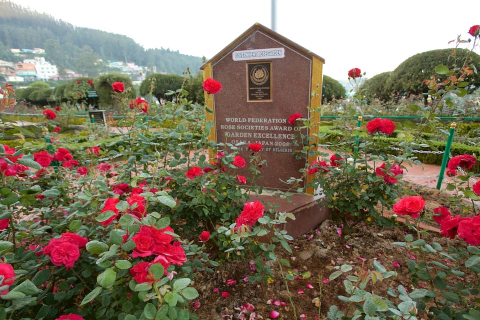 A rose garden with a plaque, red roses, and a mountainous background.