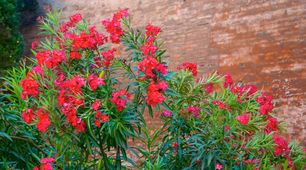 Sallustiano featuring flowers