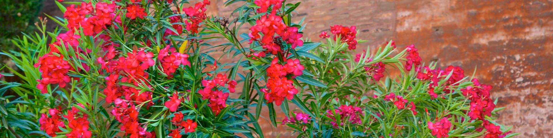 Sallustiano featuring flowers