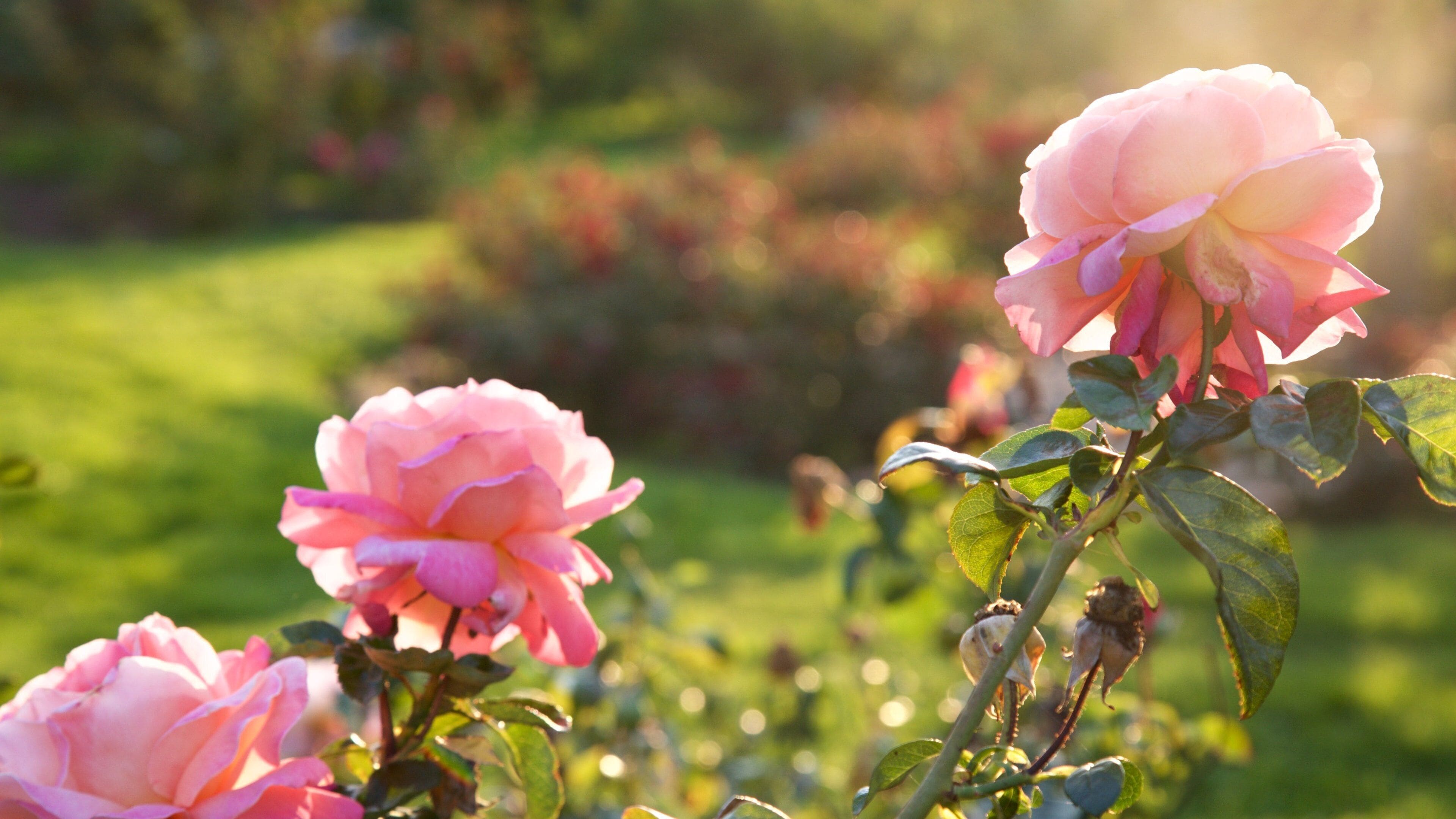 Bush House Museum featuring flowers and wildflowers