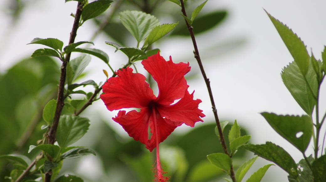 On my trek with Ranakpur Adventures, I was surprised to see hibiscus growing in wilderness, in the valley never the crocodile lake.