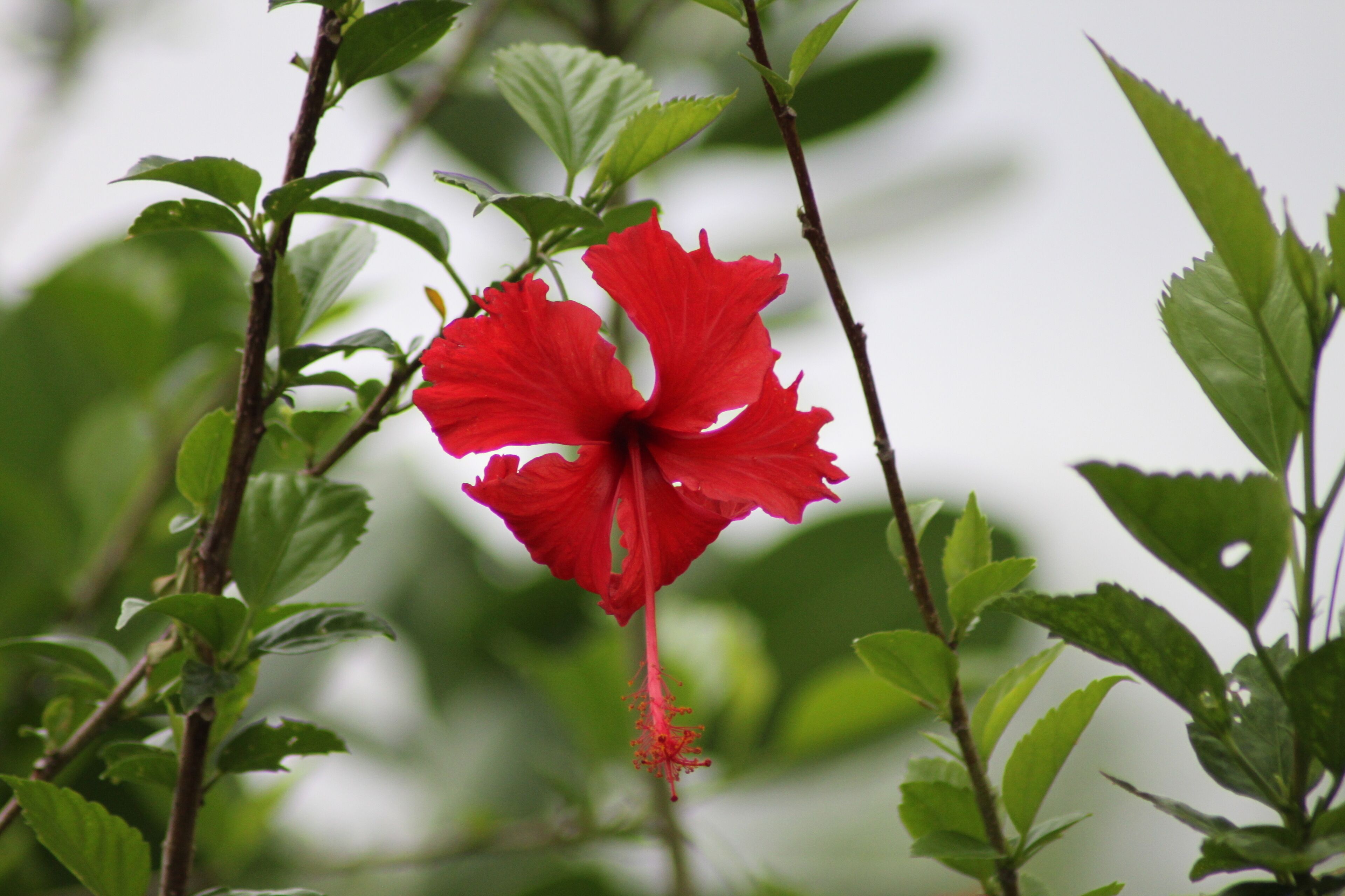 A red hibiscus flower amidst green foliage.