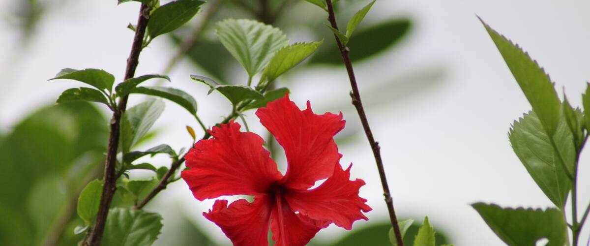 A red hibiscus flower amidst green foliage.