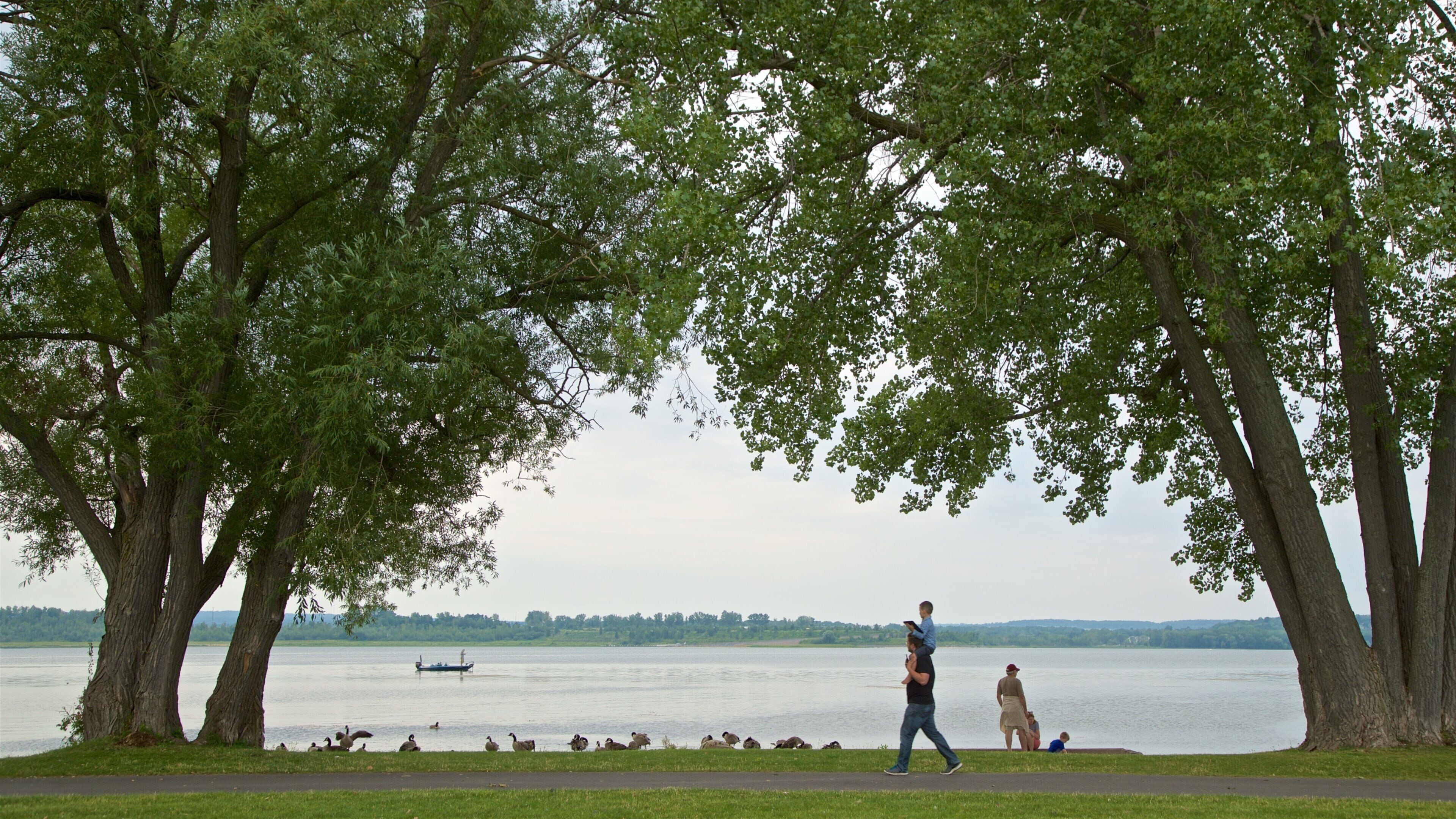 A lakeside park with large trees, ducks, and people walking.