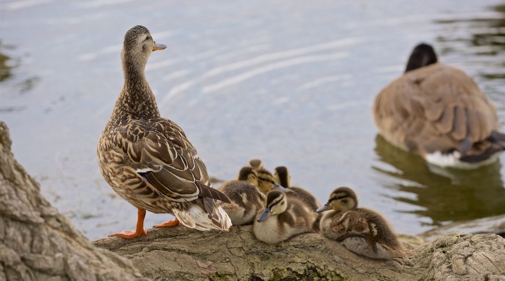 Onondaga Lake Park which includes bird life and a pond
