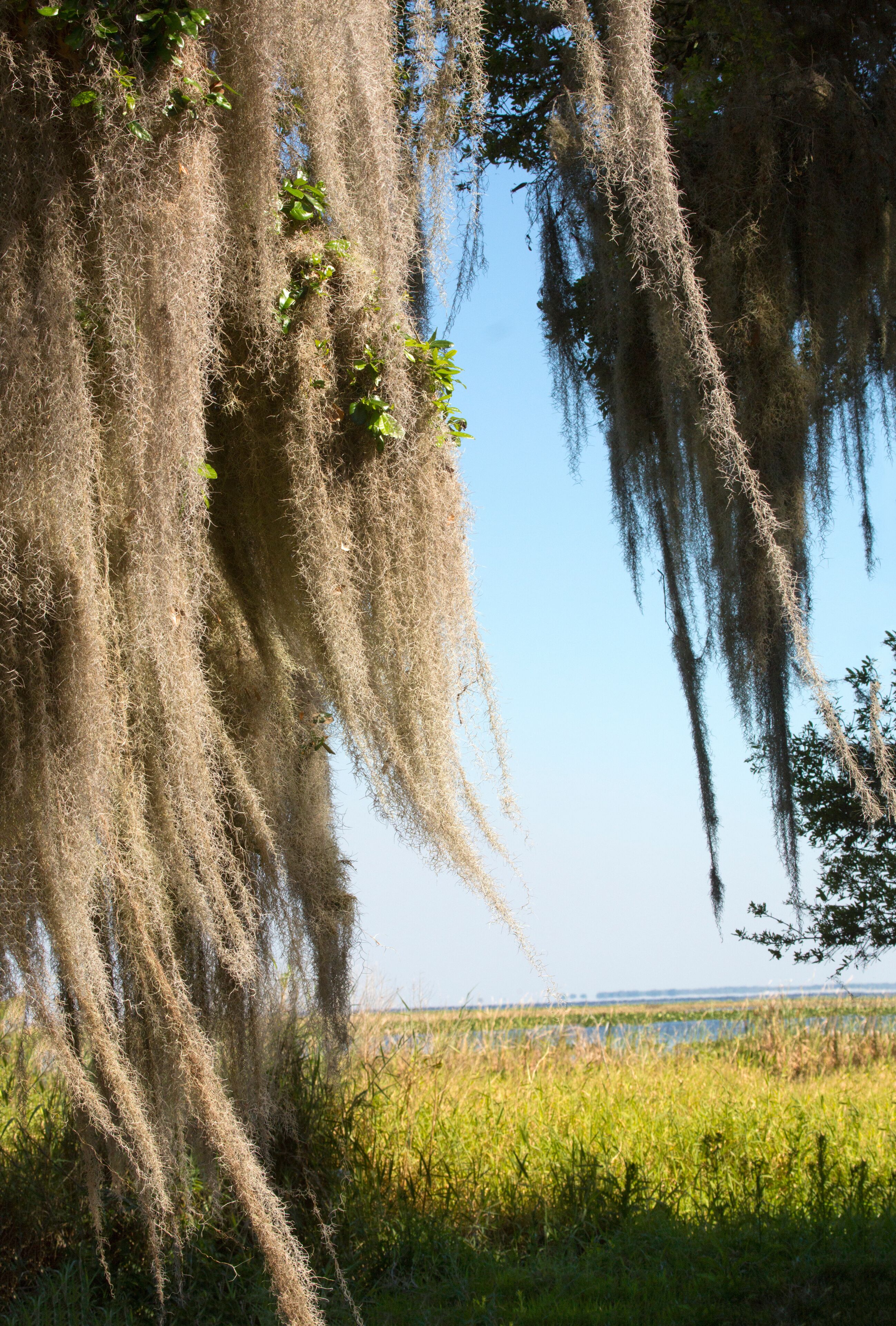 Spanish moss hanging from trees at Lake Kissimmee Park, Florida.