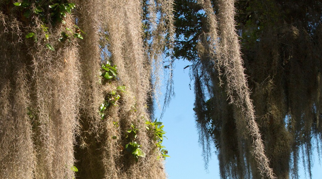 Lake Kissimmee delstatspark