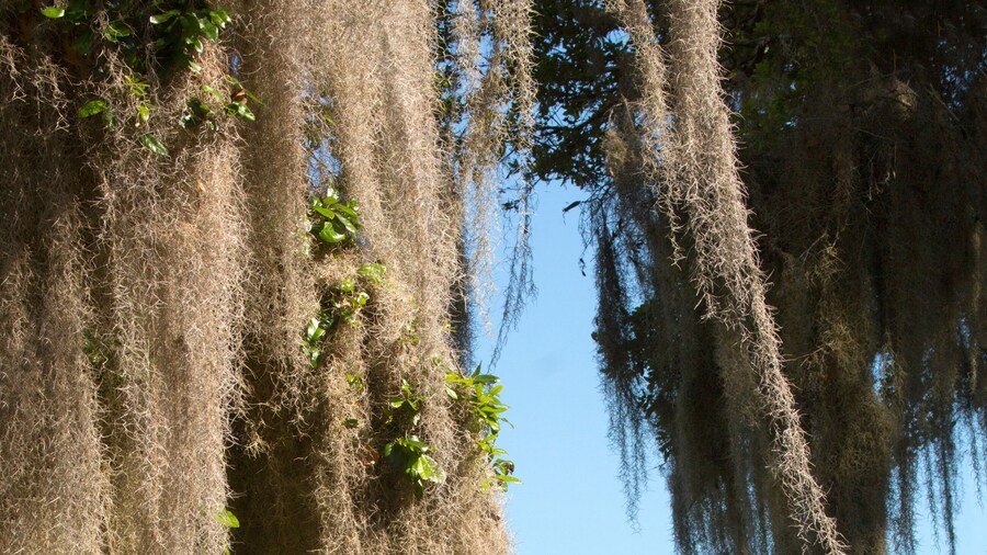 Lake Kissimmee delstatspark