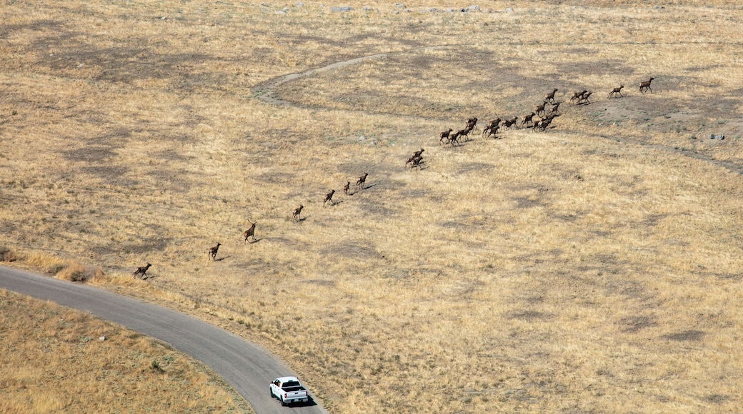 Delstatsnaturreservat for tule elk