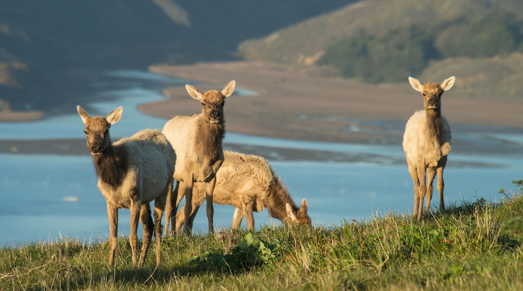 Delstatsnaturreservat for tule elk