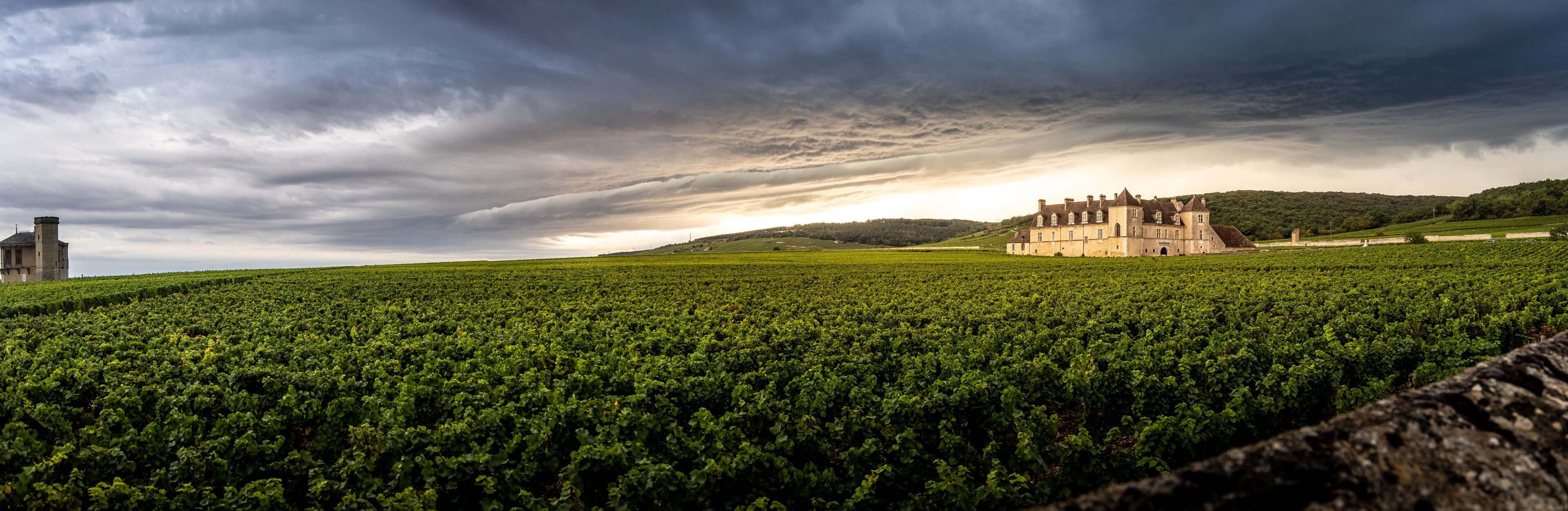 A vineyard with rows of grapevines and a historic building in the background under a cloudy sky.