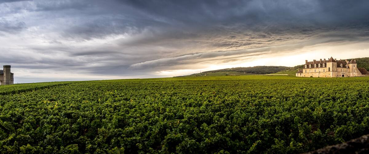 A vineyard with rows of grapevines and a historic building in the background under a cloudy sky.