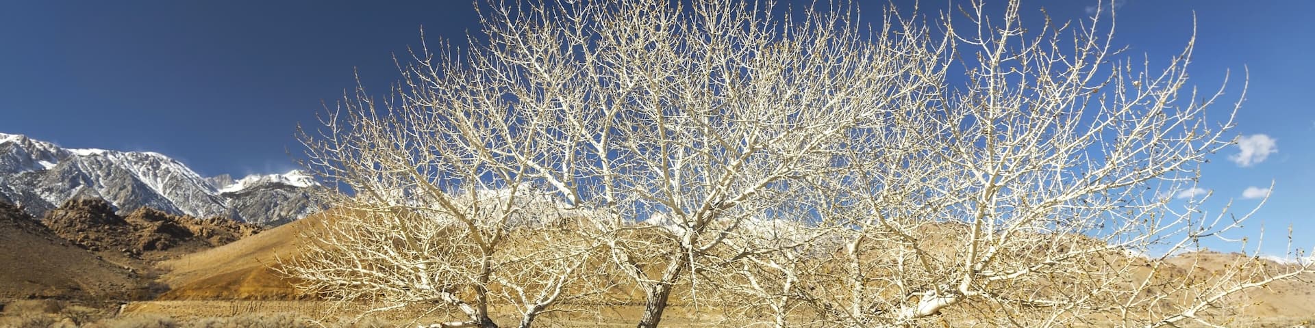 Panoramic Landscape Scenic View of Diaz Lake Camping Recreation Area and Alabama Hills at Foothills of Sierra Nevada near town of Lone Pine, California