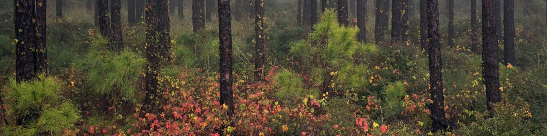 Much of St. George Island on Florida's Gulf coast has its native eco-system of dunes, marsh, and pine forest preserved in a state park.