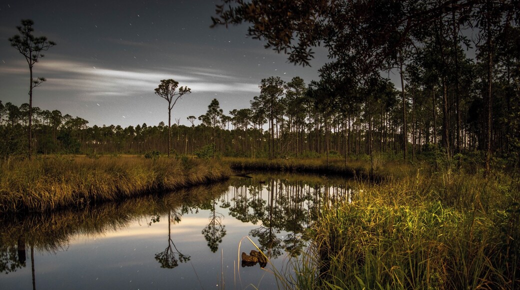 This is shot from the Pidcock Primitive Campground in Tate's Hell State Forest. It's my first venture into night time photography and I have a ton to learn.
This forest is unreal. Its deep and remote and right on the coast in the FL panhandle. It will take a long time to explore everything there is to offer.