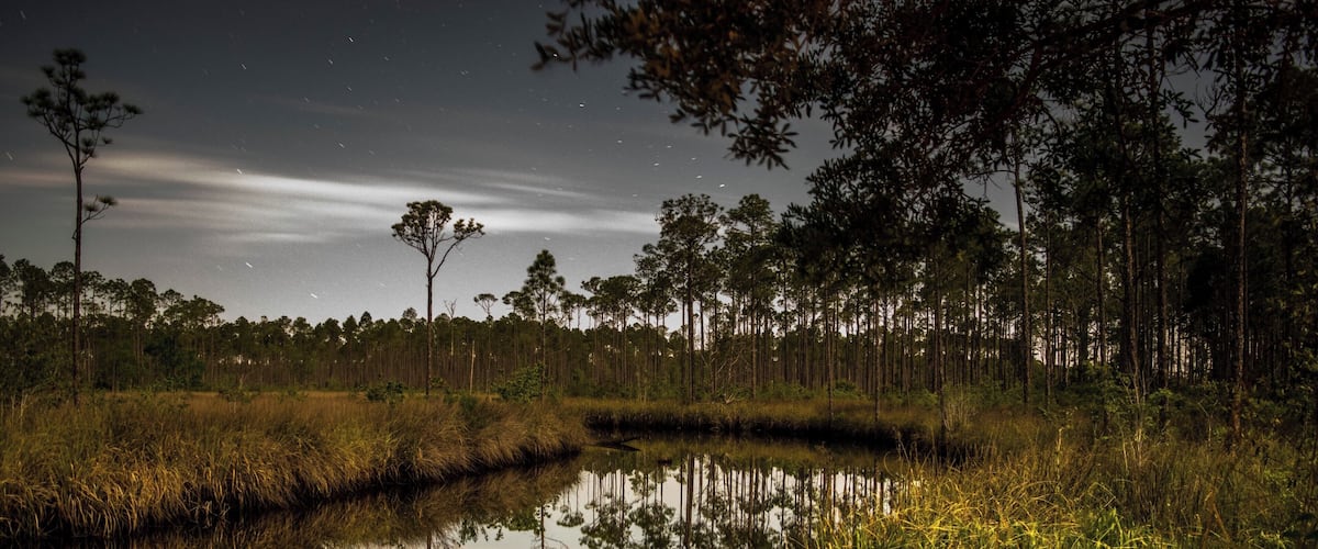 This is shot from the Pidcock Primitive Campground in Tate's Hell State Forest. It's my first venture into night time photography and I have a ton to learn. 
This forest is unreal. Its deep and remote and right on the coast in the FL panhandle. It will take a long time to explore everything there is to offer.