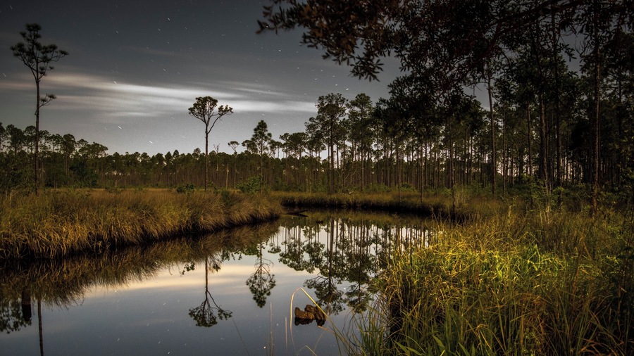 This is shot from the Pidcock Primitive Campground in Tate's Hell State Forest. It's my first venture into night time photography and I have a ton to learn.
This forest is unreal. Its deep and remote and right on the coast in the FL panhandle. It will take a long time to explore everything there is to offer.