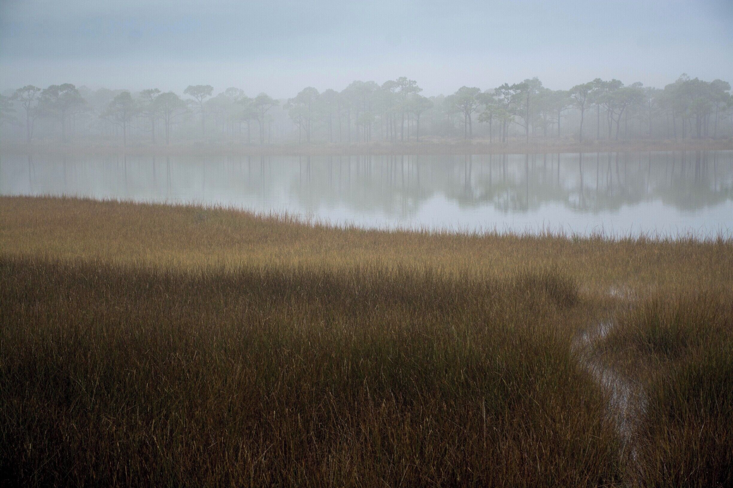 Marsh and slough at St George Island State Park along the Gulf coast of the Florida panhandle. 