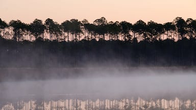 Un bosque reflejado en el agua, envuelto en niebla.