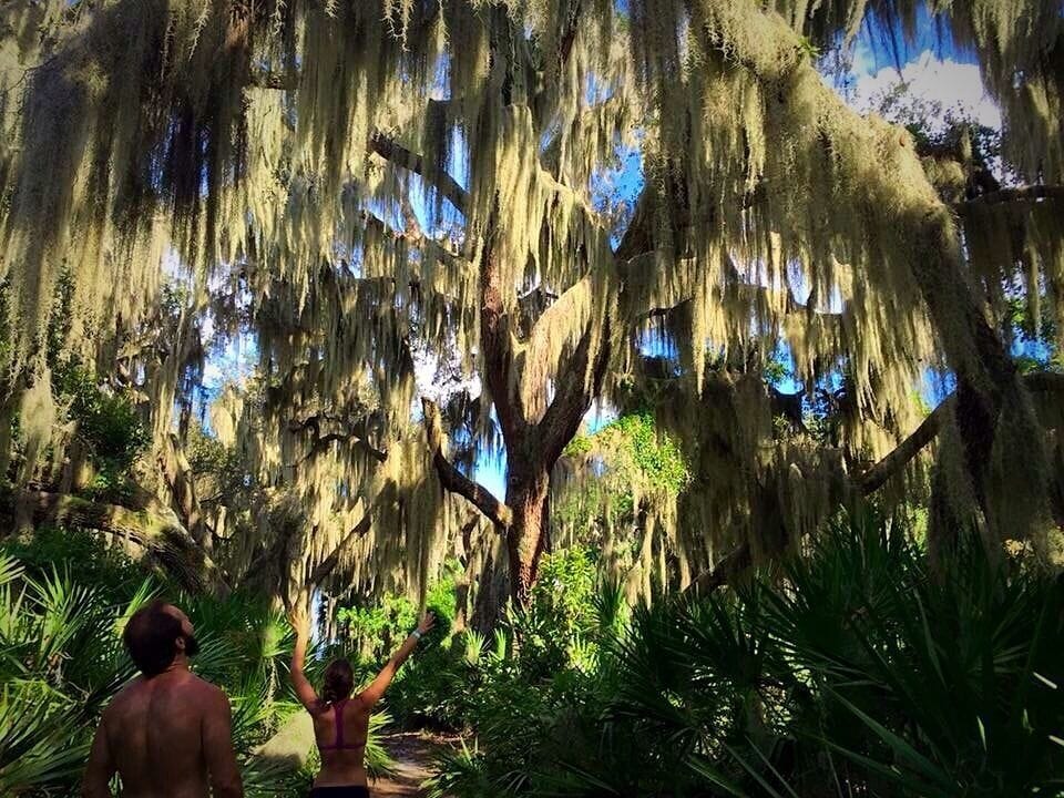A pathway surrounded by trees with Spanish moss hanging from the branches.