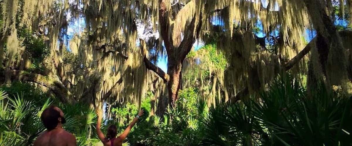 What a better way to spend a weekend hiking, swimming in natural springs, and camping in Ocala  National Forest! 
Fun fact: Ocala forest is the 2nd largest nationally protected forest in the state of Florida 
#OcalaNationalForest #TakeAHike #Hiking #glamping #florida #green #HealthAndWellnessFarm #adventure