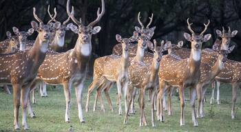 Herd of Indian spotted deer, Chital, grazing in an open ground at Guindy National Park, India