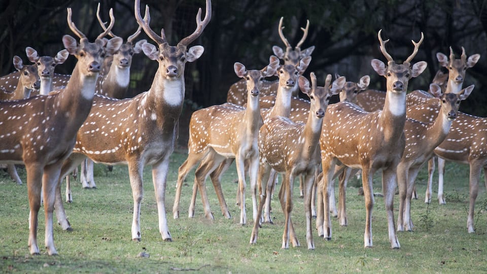 Herd of Indian spotted deer, Chital, grazing in an open ground at Guindy National Park, India