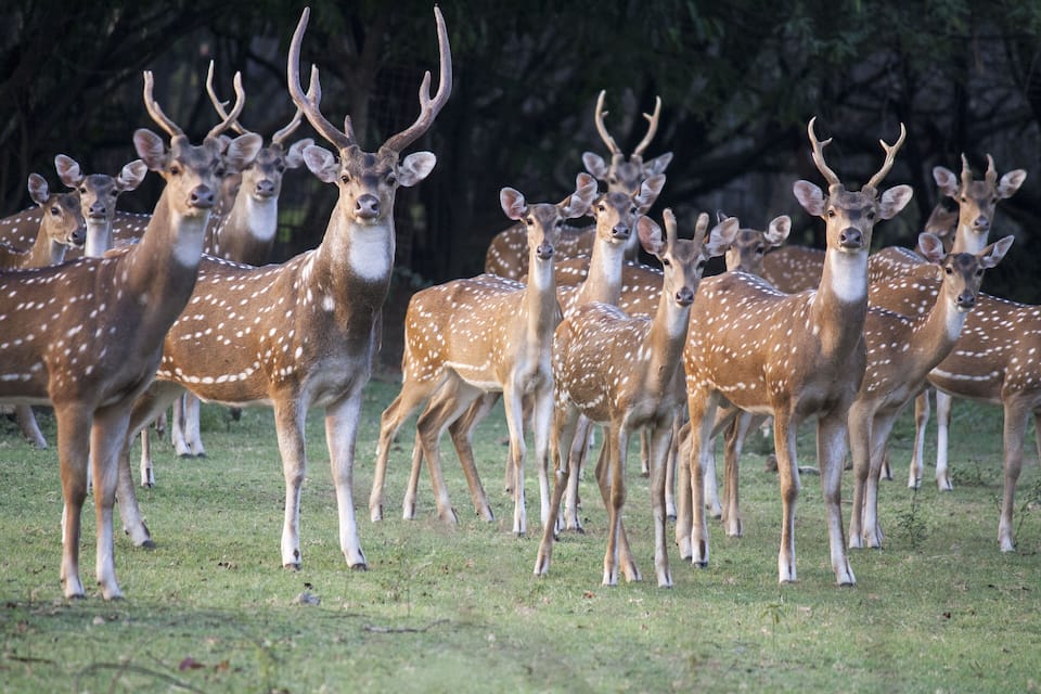 A herd of deer with antlers in a grassy field.