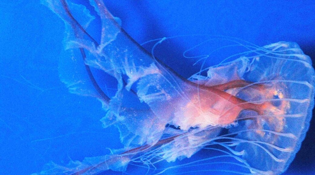 About as close as I’ll ever get to a jelly😀