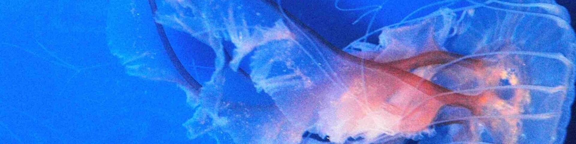 About as close as I’ll ever get to a jelly😀