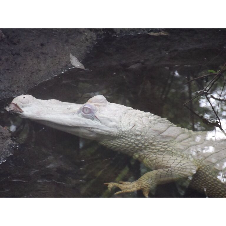 Our favorite alligator !!