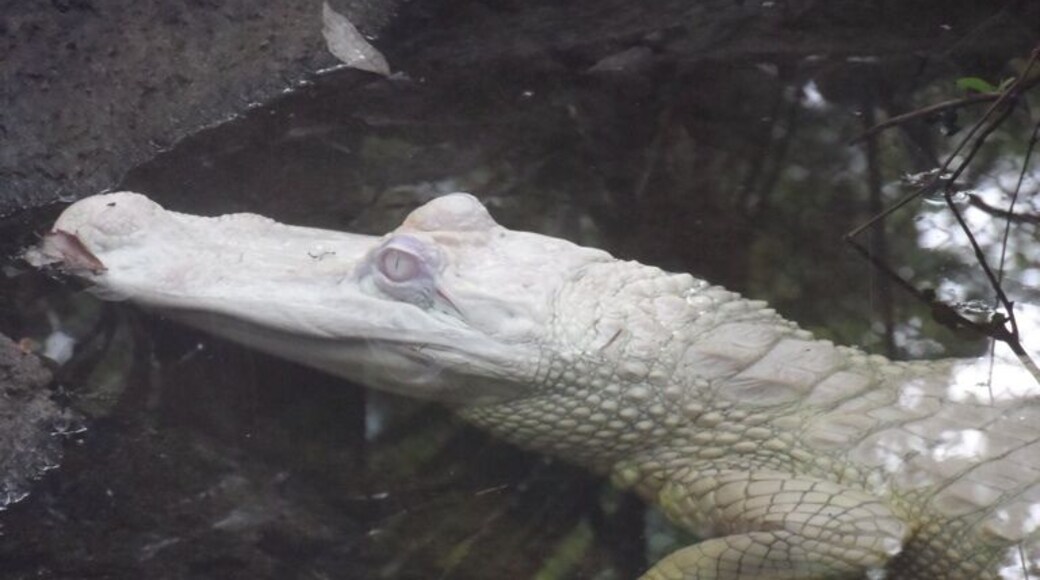 Our favorite alligator !!