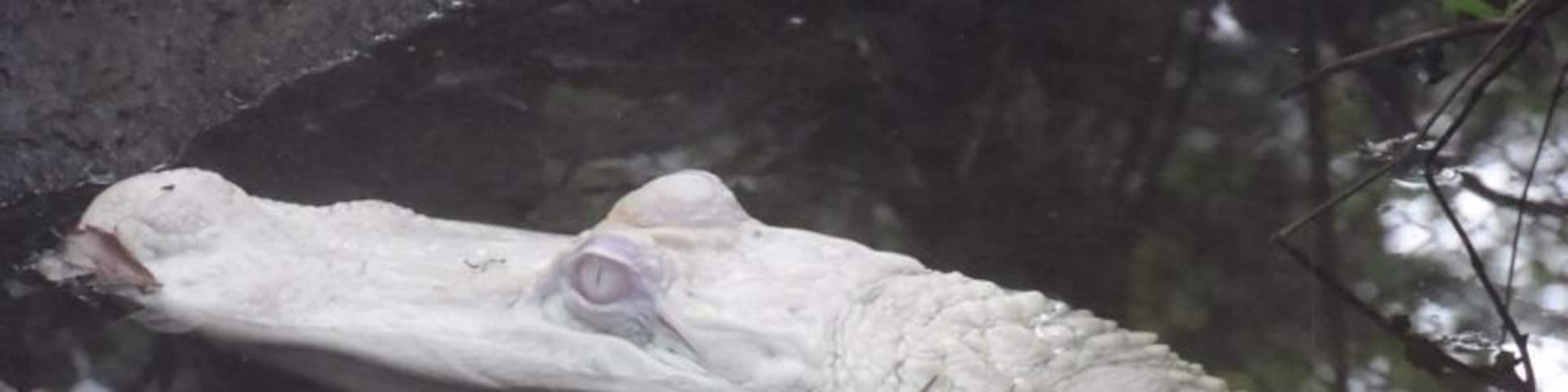 Our favorite alligator !!