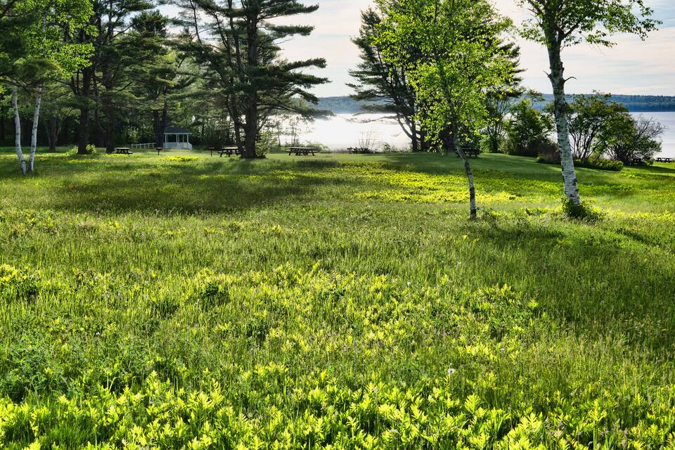A grassy field with trees and a lake in the background.