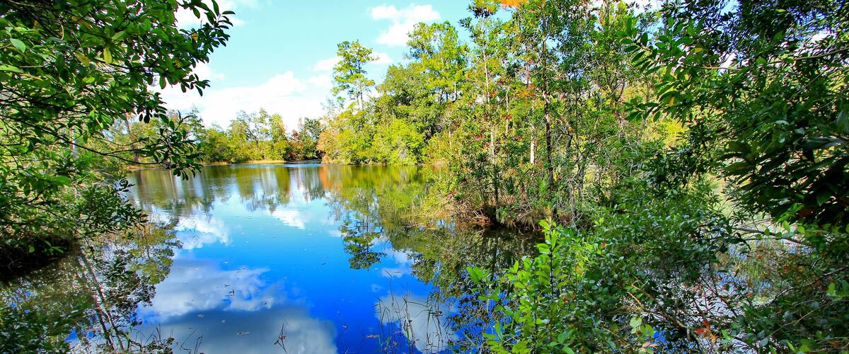 A calm lake surrounded by dense greenery and trees.