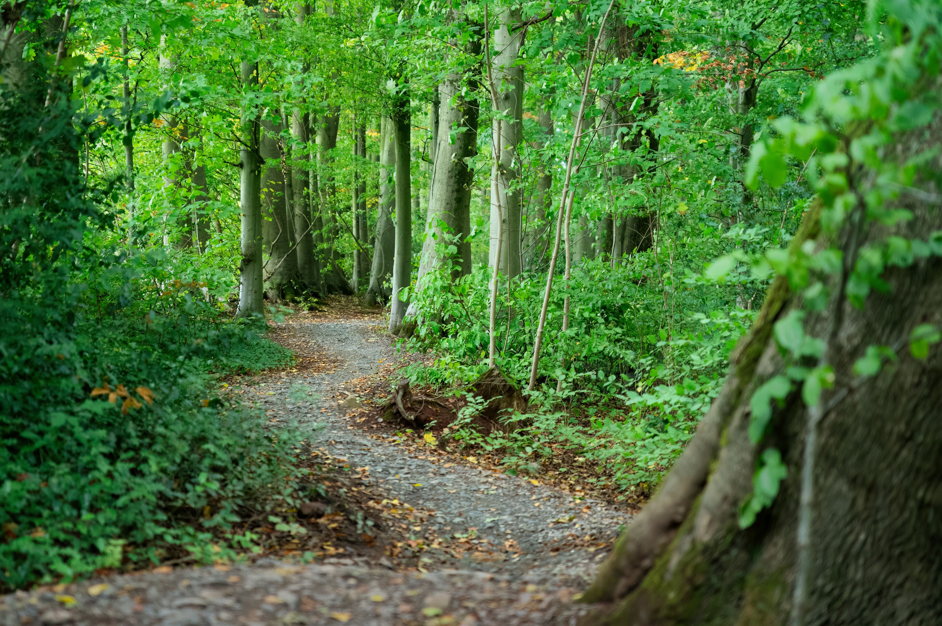 Ashton Court Estate, Bristol, UK