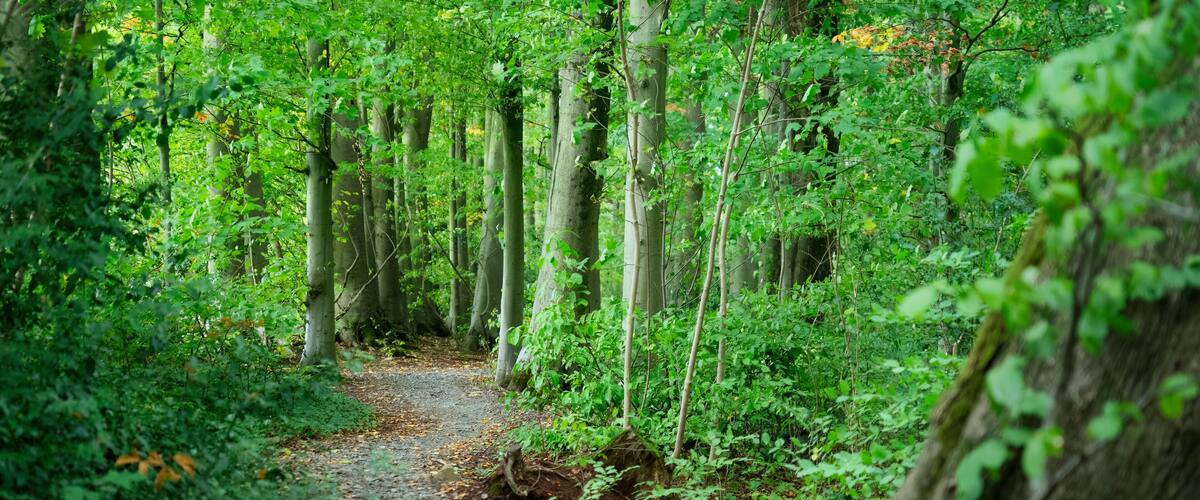 Ashton Court Estate, Bristol, UK