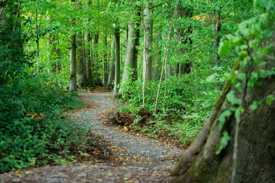 A forest path surrounded by tall trees and dense underbrush.