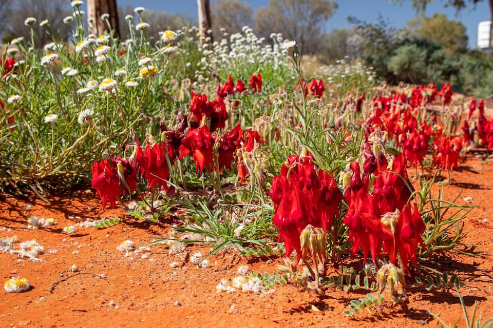 A field of red flowers and white daisies on a red soil background.