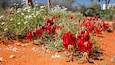 Alice Springs Desert Park featuring wildflowers