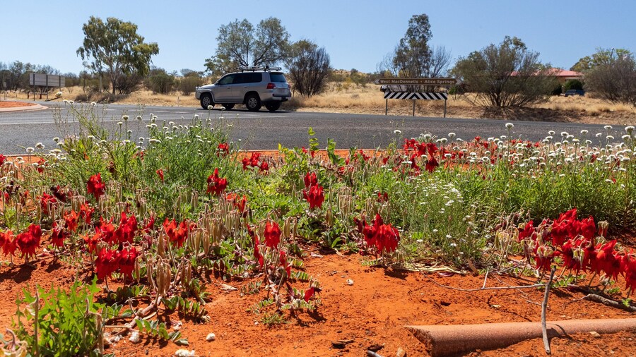 Alice Springs Desert Park which includes wildflowers