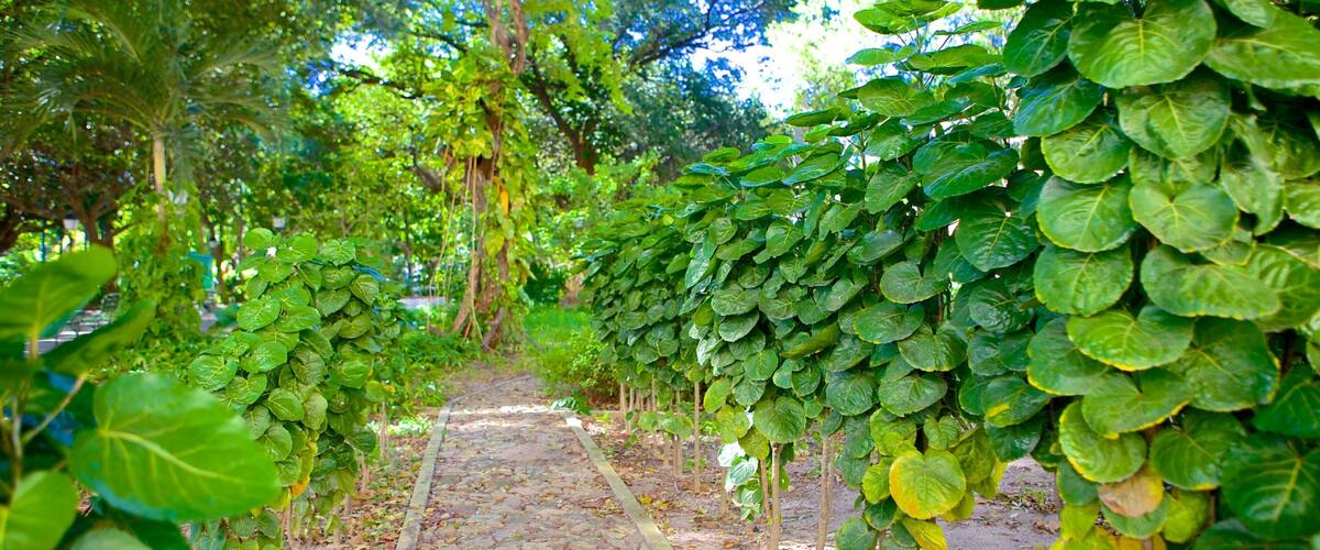 Passeio Publico featuring a park