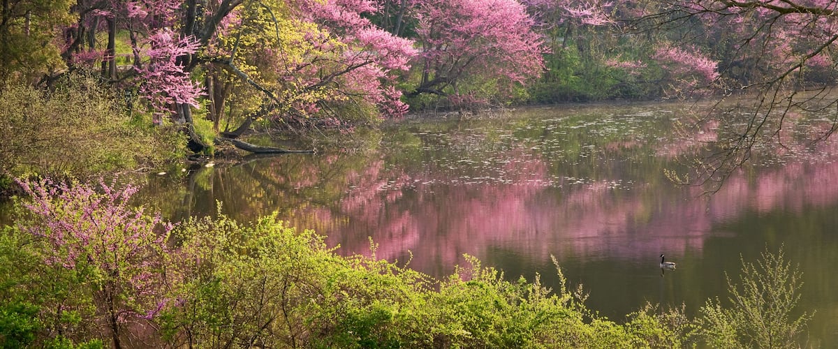 The colors of a flowering eastern redbud tree reflected in the calm surface of a secluded lake on a spring afternoon.